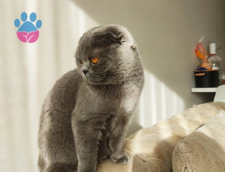 Scottish fold ücretsiz sahiplendiriyorum