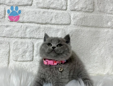 British Shorthair Gri Dişi Topaç Kafa