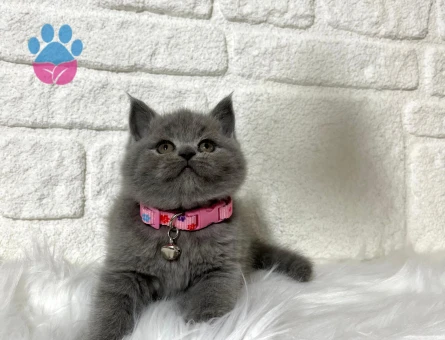 British Shorthair Gri Dişi Topaç Kafa