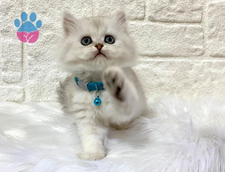 British Longhair Silver Erkek 2 Aylık