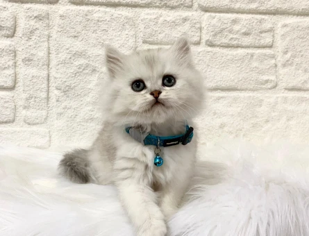 British Longhair Silver Erkek 2 Aylık