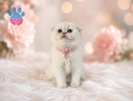 Scottish Fold Beyaz Güzellik 2 Aylık