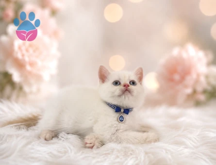 Red Point British Shorthair Erkek