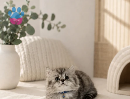 Evin Neşesi Hazır British Longhair Tabby