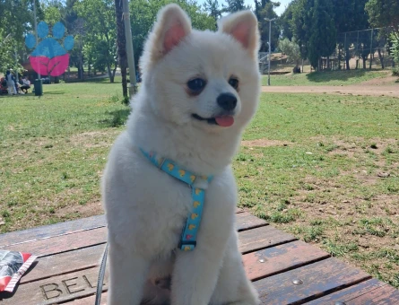 Pomeranian Boo 7 Aylık