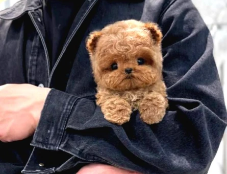 Korean Toy Poodle Yavrularim - 5432