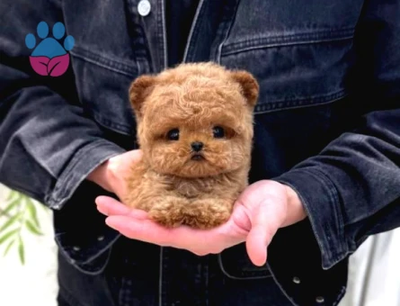 Korean Toy Poodle Yavrularim
