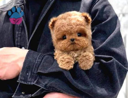Korean Toy Poodle Yavrularim