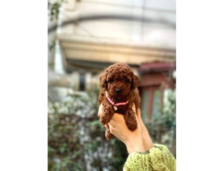 Orijinal Toy Poodle Bebeklerim - 5435