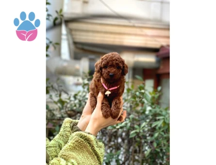 Orijinal Toy Poodle Bebeklerim