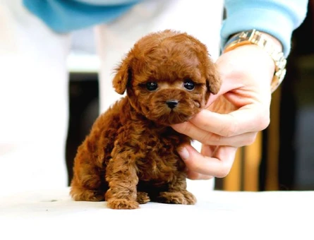 Kore Kanı Red Brown Toy Poodle Yavrularimiz - 5436