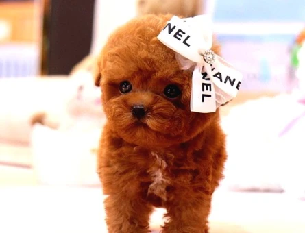 Red Brown Toy Poodle Bebekleri̇m - 5437