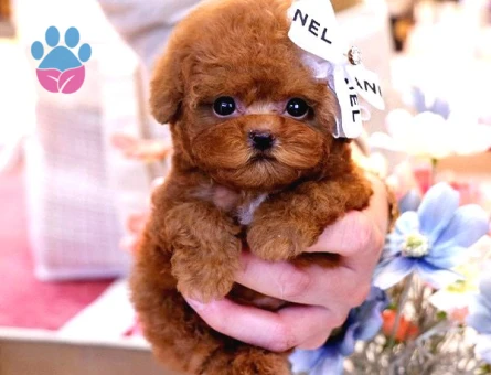 Red Brown Toy Poodle Bebekleri̇m