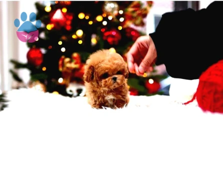 Star Toy Poodle Bebekler - 5438