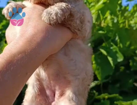 Maltipoo 2 Aylık Yavrularımız Dişi ve Erkek - 5439
