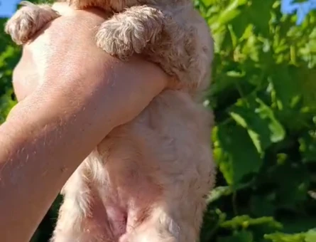 Maltipoo 2 Aylık Yavrularımız Dişi ve Erkek - 5439