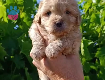 Maltipoo 2 Aylık Yavrularımız Dişi ve Erkek