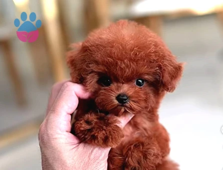 Red Brown Toy Poodle Bebeklerimiz