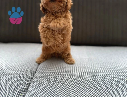 Seker Kivaminda Cok Ozel Toy Poodle Bebeklerimiz