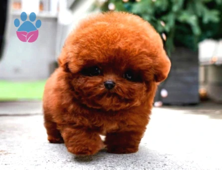 Show Duzeydeki Toy Poodle Bebeklerim