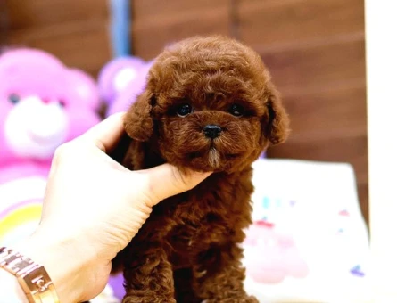 Toy Poodle Bebekleri̇mi̇z - 5445