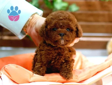 Toy Poodle Bebekleri̇mi̇z