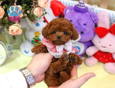 Kore Kani Red Brown Toy Poodle Yavrulari̇mi̇z