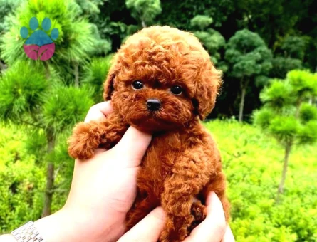 Toy Poodle Sevimlilik Abidesi Yuva Arıyor - 5447