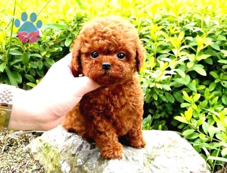 Toy Poodle Sevimlilik Abidesi Yuva Arıyor
