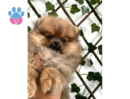 Teady Bear Pomeranian Boo Bebeklerimiz