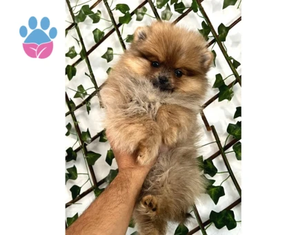 Teady Bear Pomeranian Boo Bebeklerimiz