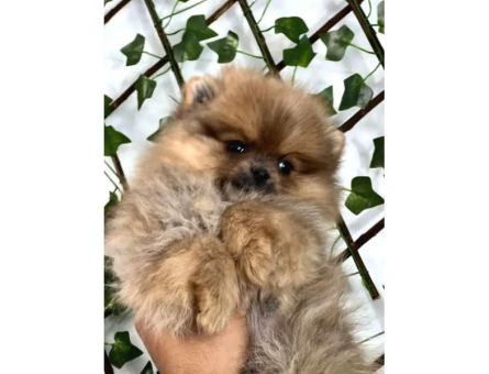 Teady Bear Pomeranian Boo Bebeklerimiz - 5449