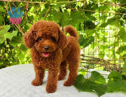 KORE KAN RED BROWN TOY POODLE - 5450