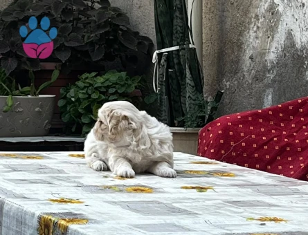 SHİH TZU YAVRULARIMIZ