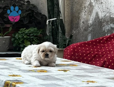 SHİH TZU YAVRULARIMIZ