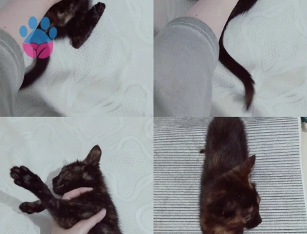 2 Aylık Dişi British Shorthair