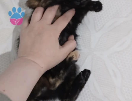 2 Aylık Dişi British Shorthair