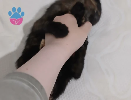 2 Aylık Dişi British Shorthair