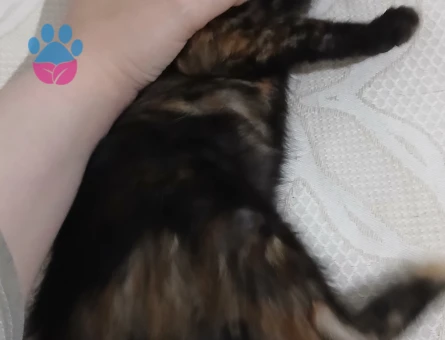 2 Aylık Dişi British Shorthair