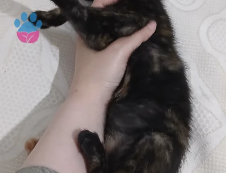2 Aylık Dişi British Shorthair