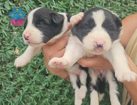 Zeka küpü border collie pandalar - 5458