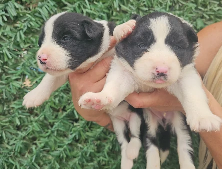 Zeka küpü border collie pandalar - 5457