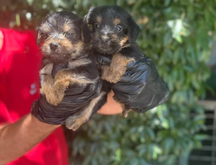 Yorhshire Terrier Bebişler Teslime Hazır - 5459