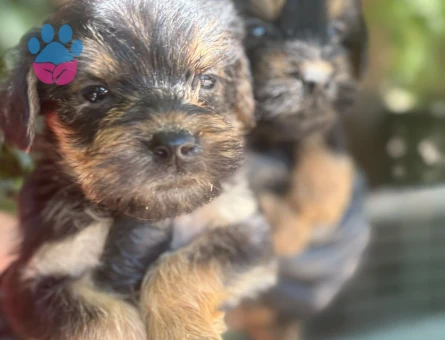 Yorhshire Terrier Bebişler Teslime Hazır