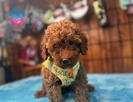 Dünyanın En Zeki İkinci Köpek Irkı Toy Poodle - 5460