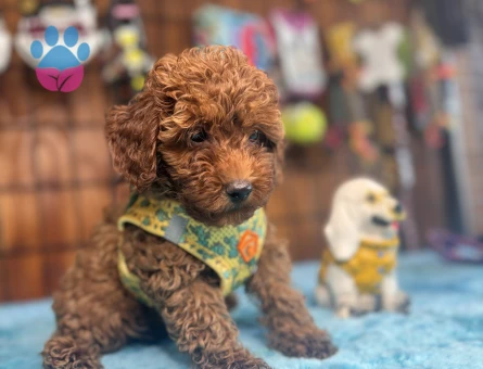 Dünyanın En Zeki İkinci Köpek Irkı Toy Poodle