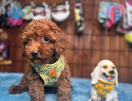 Dünyanın En Zeki İkinci Köpek Irkı Toy Poodle