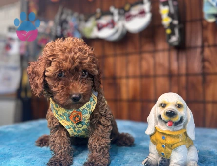 Dünyanın En Zeki İkinci Köpek Irkı Toy Poodle