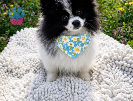 ÖZEL GÖRÜNÜMLÜ BLACK VE WHİTE POMERANİAN BOO YAVRUSU - 5461