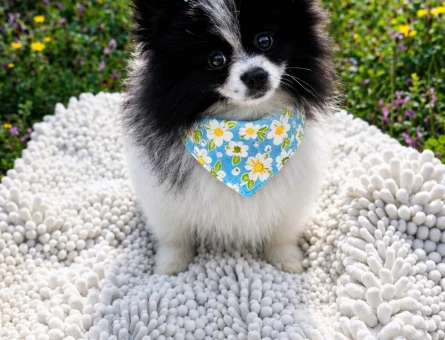ÖZEL GÖRÜNÜMLÜ BLACK VE WHİTE POMERANİAN BOO YAVRUSU - 5461